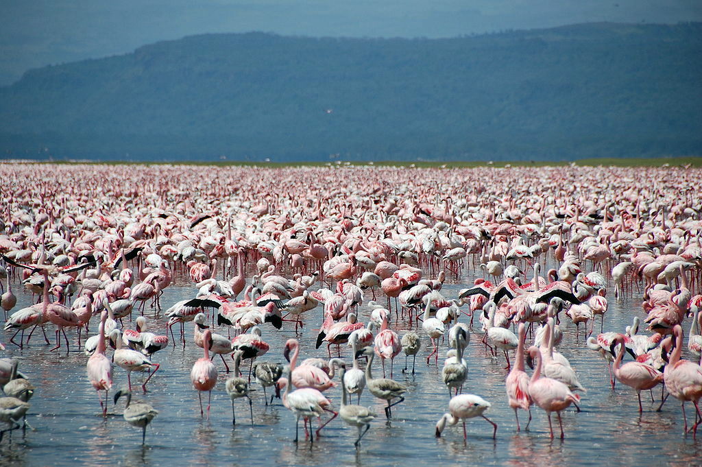 NAKURU/NAIVASHA