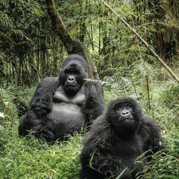 Bwindi Impenetrable National Park